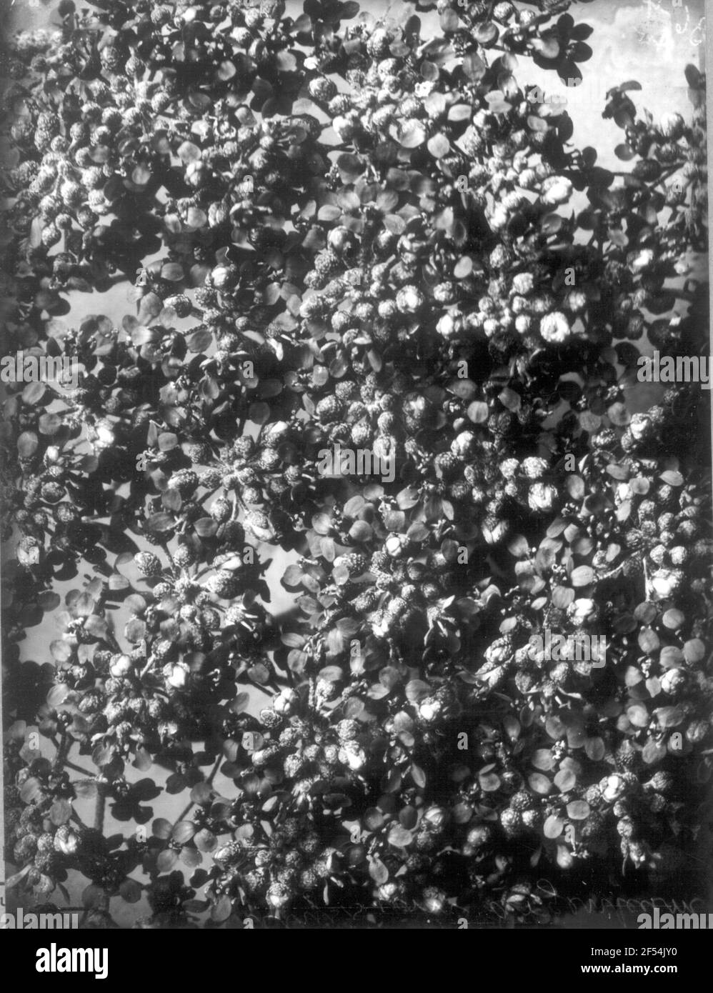 Erba di pietra d'argento (Alyssum argentum), infiorescenza in germoglio Foto Stock