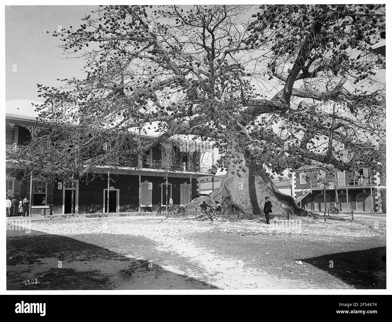 Porto di Spagna (Trinidad e Tobago). Albero gigante nel giardino botanico Foto Stock