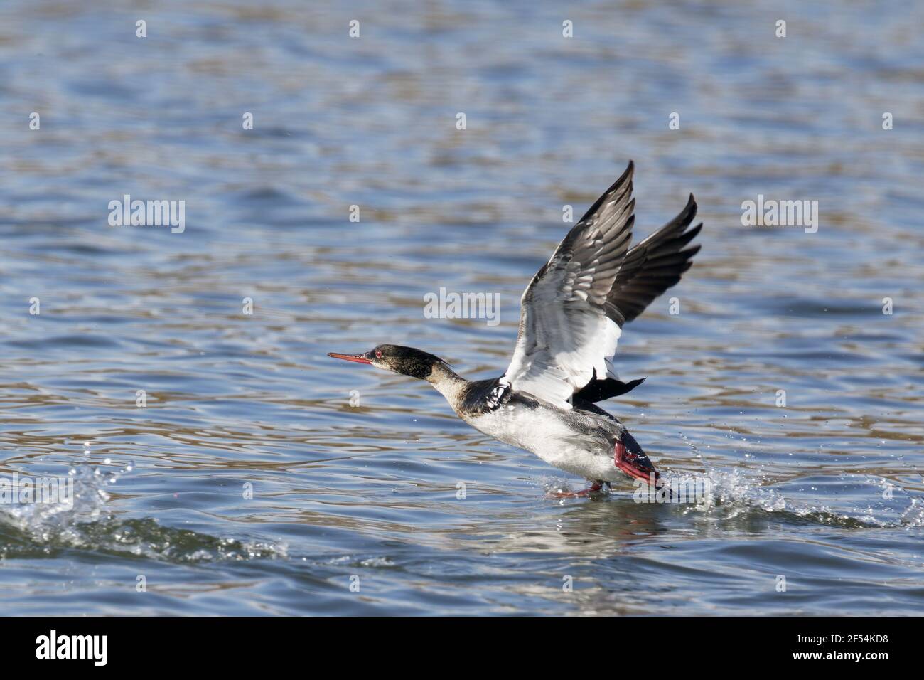 Red-breasted Merganser - maschio prendendo il largo sul lago Mergus serrator Lago Myvatn Islanda BI028162 Foto Stock