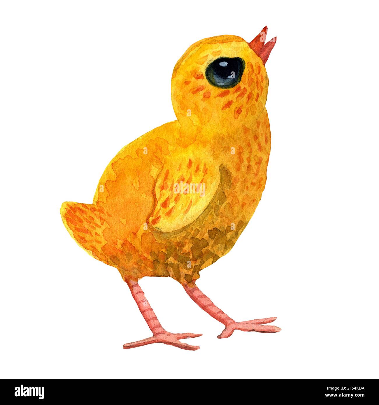 Acquerello disegnata a mano Yellow Chicken stand e guarda in stile cartoon isolato su sfondo bianco. Un uccello illustrazione per pasqua, libri per bambini, Foto Stock