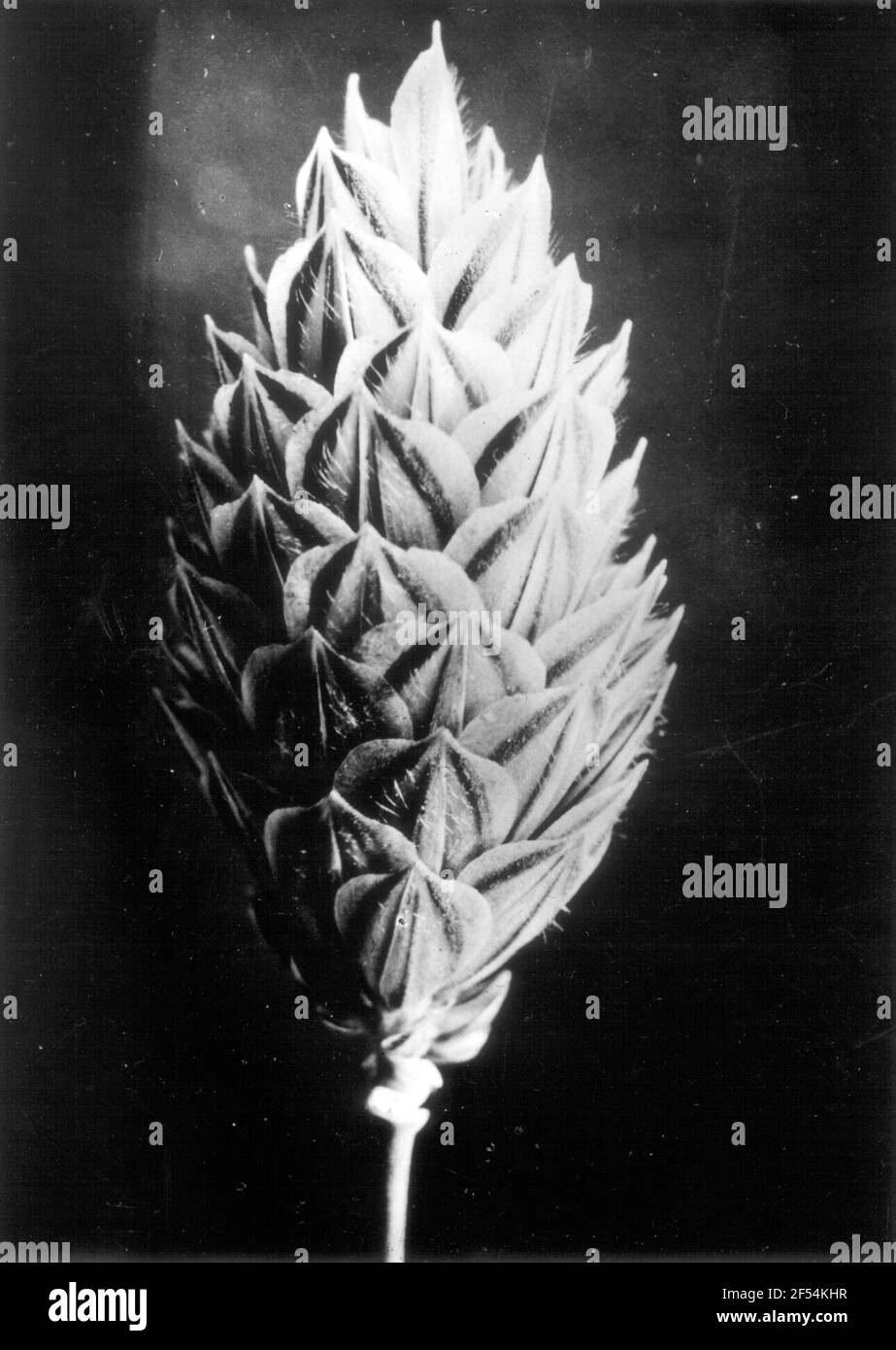 Studio delle piante con infiorescenza Foto Stock