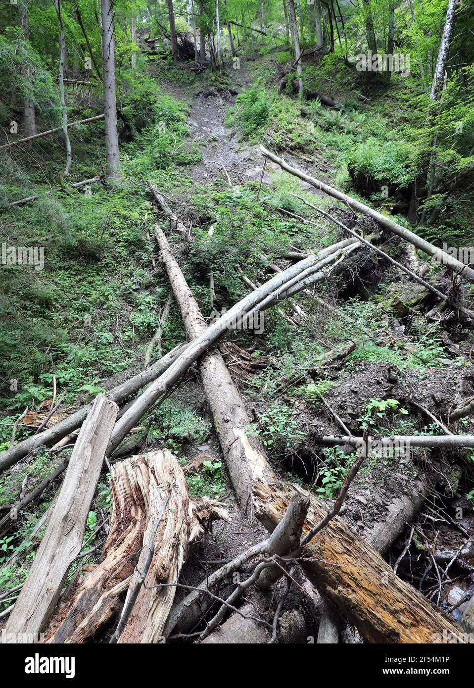 tronchi di molti alberi abbattuto in foreste liberate Foto Stock