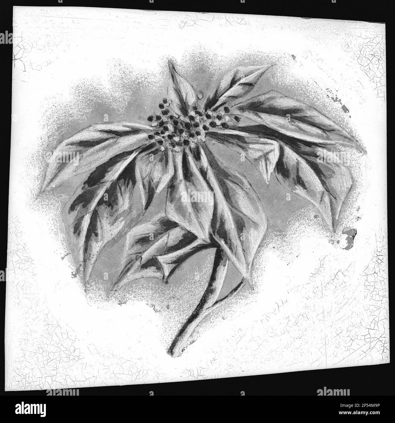 Poinsettia Blossom Foto Stock