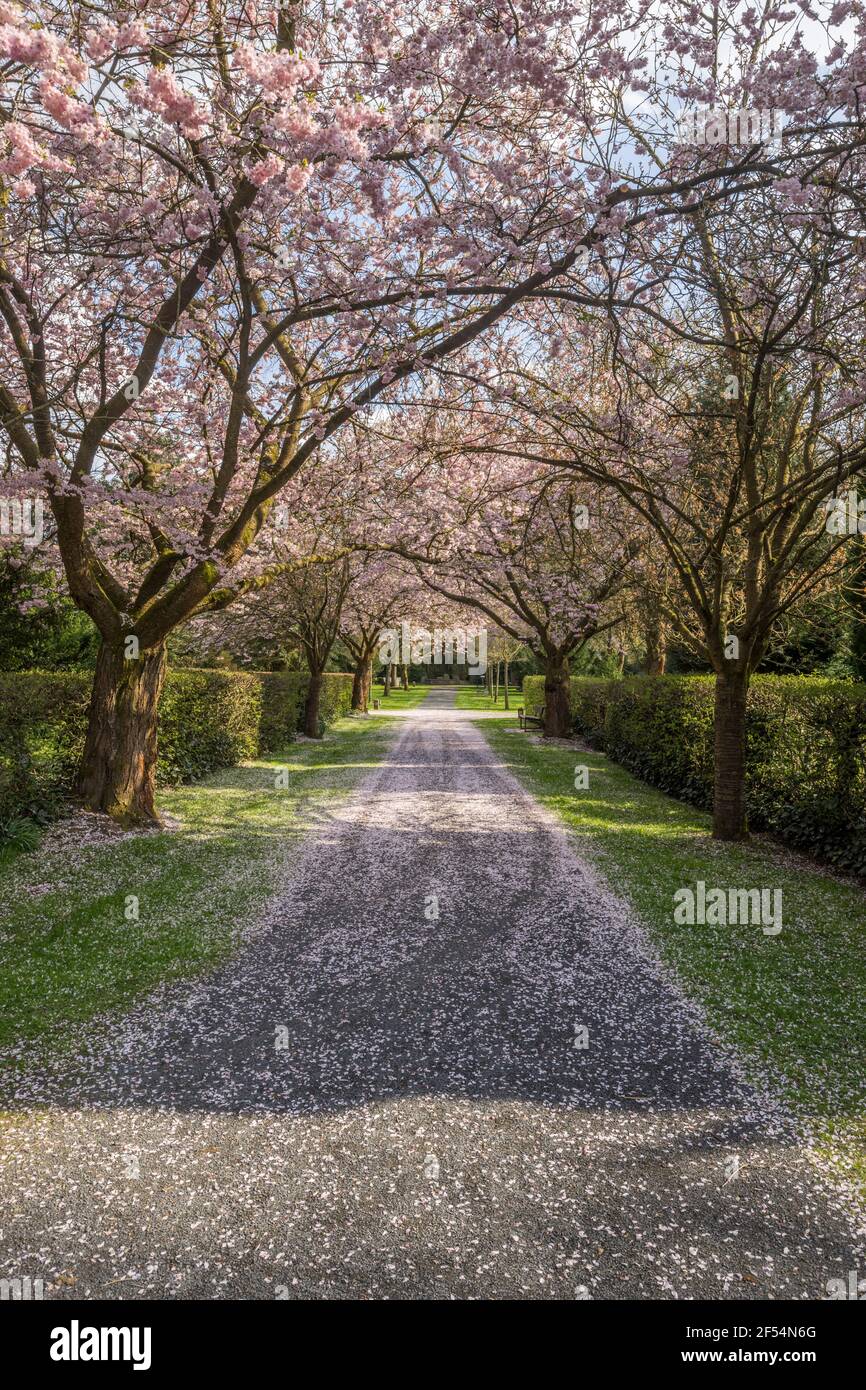 Geografia / viaggio, Germania, bassa Sassonia, Goettingen, viale fiorito di ciliegi sulla vecchia Goe, diritti aggiuntivi-clearance-Info-non-disponibile Foto Stock