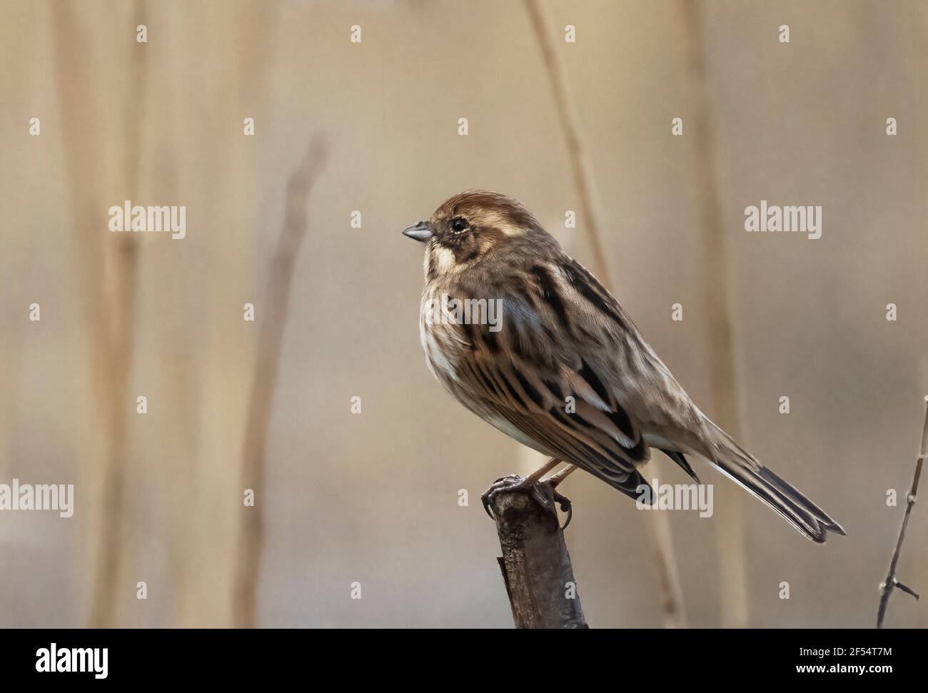Primo piano di femmina adulto Reed Bunting UK, Emberiza schoeniclus, perching in canne, Lackford Lakes, Suffolk UK Foto Stock