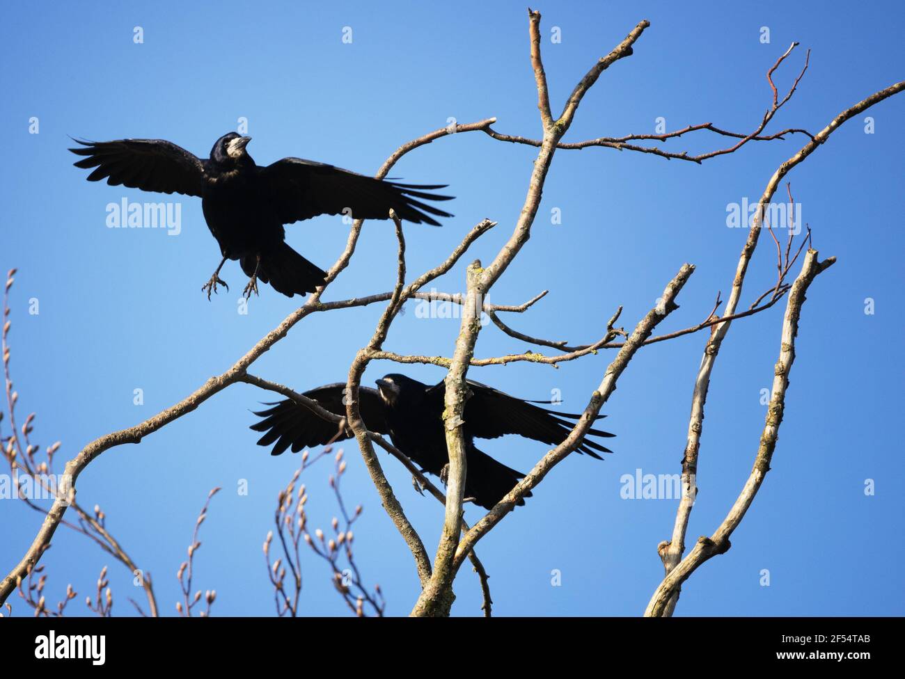 Rook volare, Corvus frugilegus, uccelli della famiglia corvo, due ruggini contro un cielo blu, Suffolk Inghilterra UK Foto Stock