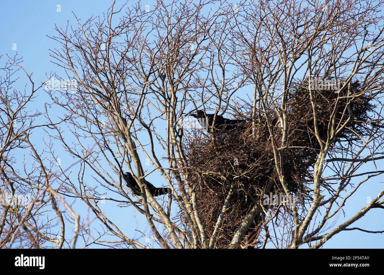 Il Rook, Corvus frugilegus, un uccello della famiglia dei corvo, Rooks in un rookery di diversi nidi, Suffolk East Anglia UK Foto Stock