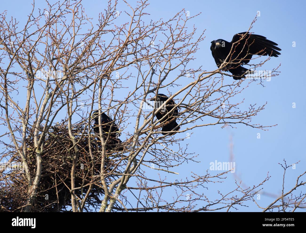 Il Rook, Corvus frugilegus, un uccello della famiglia dei corvo, Rooks in un rookery di diversi nidi, Suffolk East Anglia UK Foto Stock