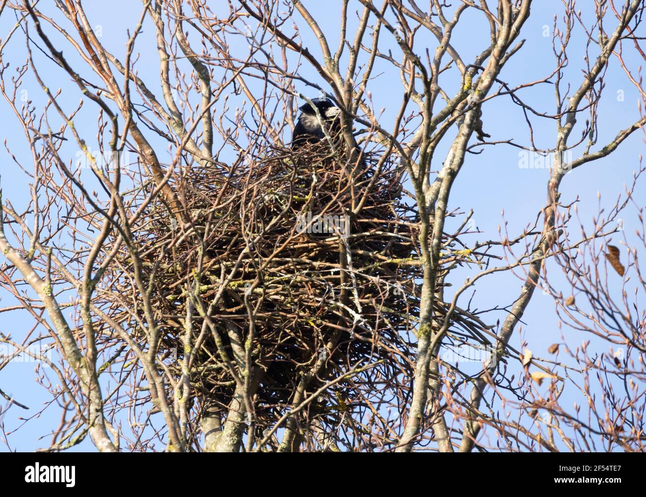Il Rook, Corvus frugilegus, un uccello della famiglia corvo seduto su un nido in un rookery, Suffolk East Anglia UK Foto Stock