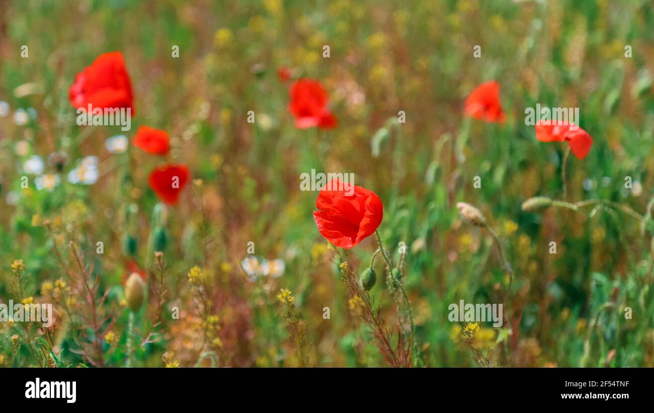 Papavero in fiore. Bel campo con papaveri fioriti come simbolo della guerra della memoria e giorno anzac in estate. Fiori selvatici fioritura Poppy campo paesaggio Foto Stock
