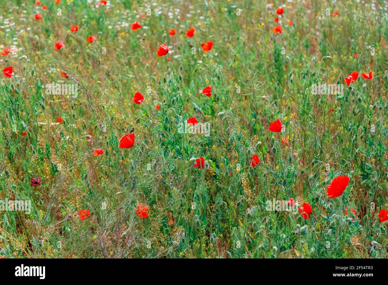 I papaveri rossi saltano nel vento nel paesaggio del campo. Bel campo con papaveri fioriti come simbolo della guerra della memoria e giorno anzac in estate. Papavero dei fiori selvatici Foto Stock