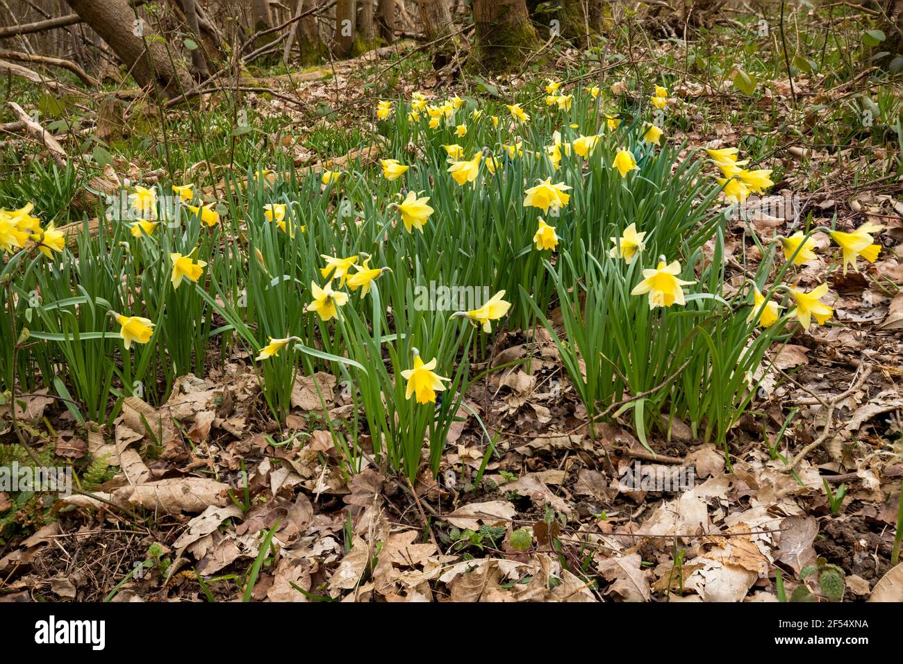 Narcisi di primavera selvatiche che fioriscono in boschi sull'alto weald Vicino a Wadhurst in East Sussex sud-est Inghilterra Foto Stock