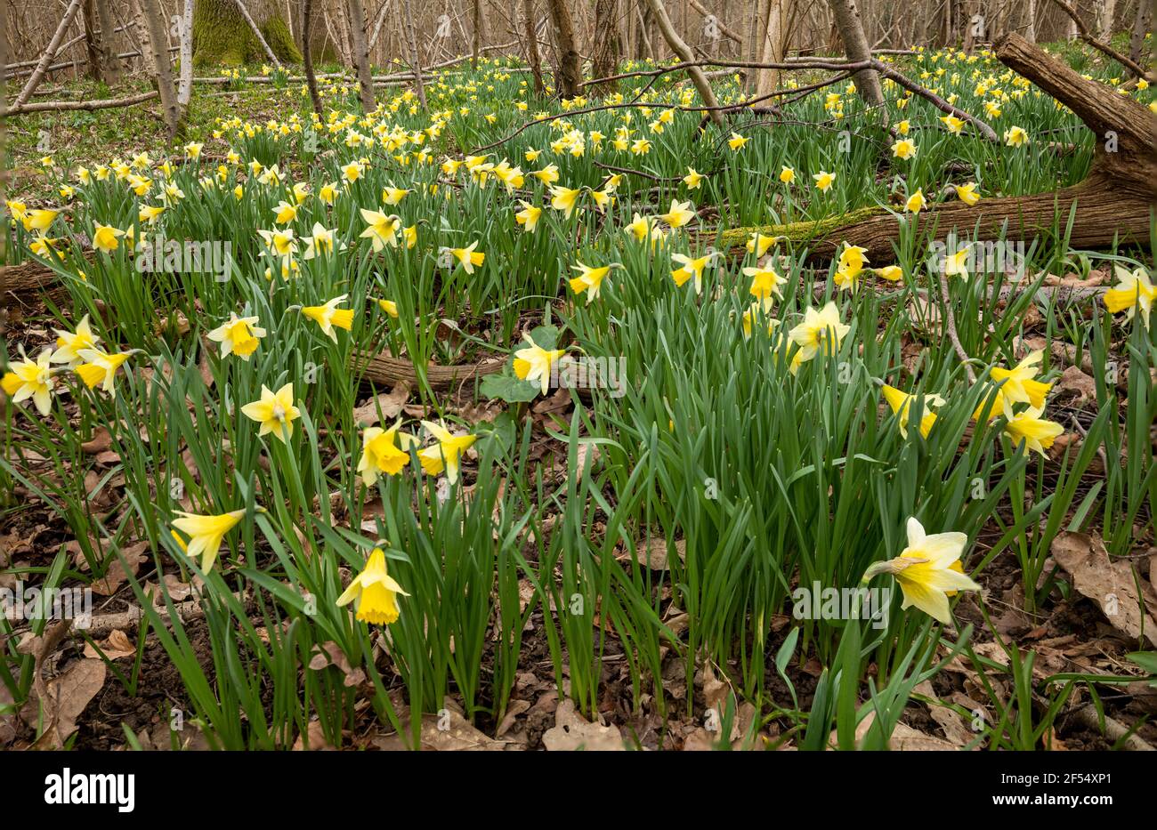 Narcisi di primavera selvatiche che fioriscono in boschi sull'alto weald Vicino a Wadhurst in East Sussex sud-est Inghilterra Foto Stock