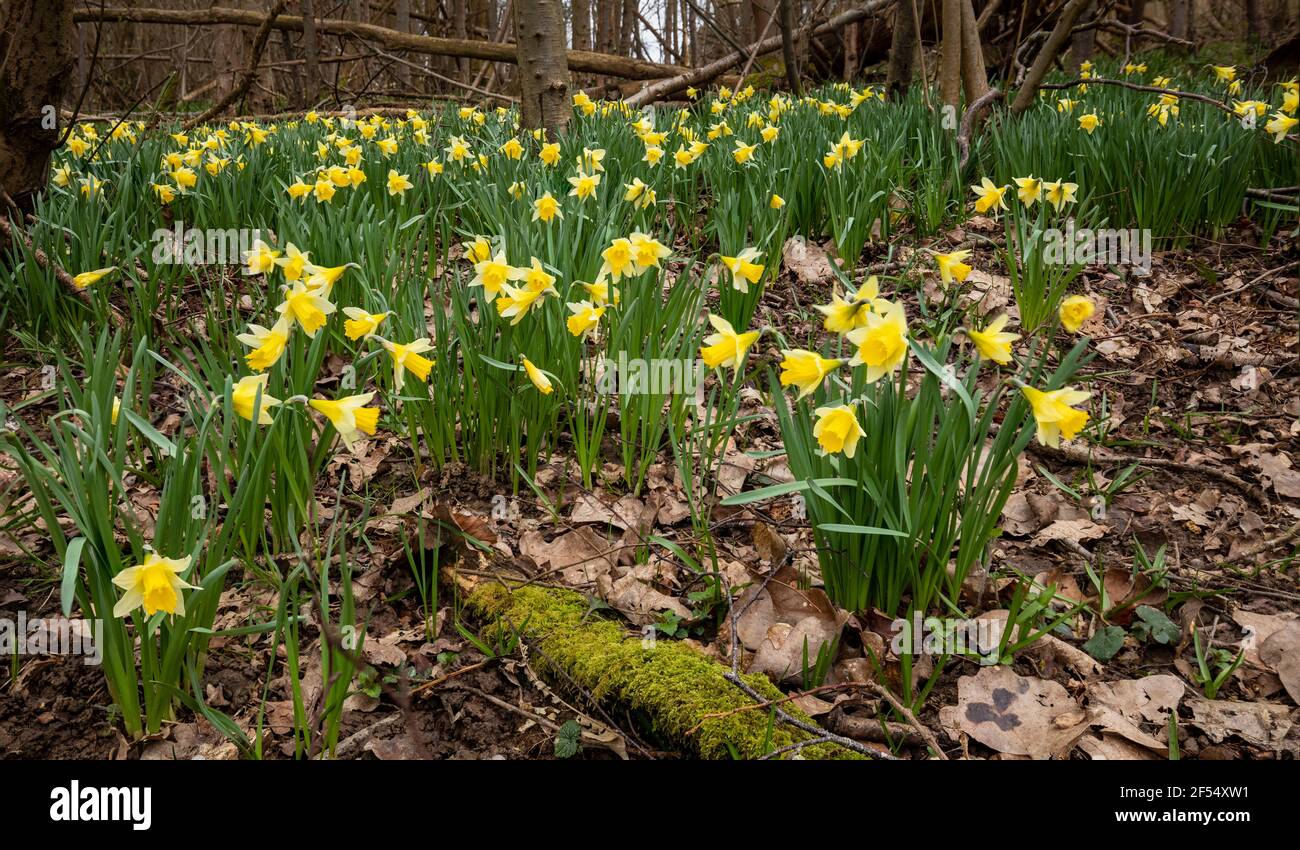 Narcisi di primavera selvatiche che fioriscono in boschi sull'alto weald Vicino a Wadhurst in East Sussex sud-est Inghilterra Foto Stock