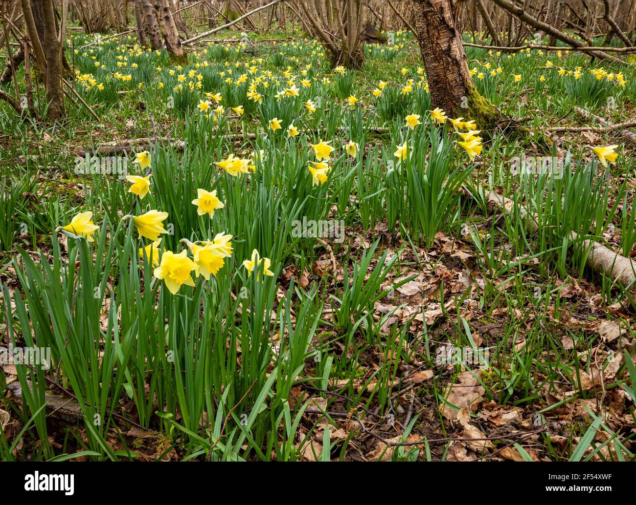 Narcisi di primavera selvatiche che fioriscono in boschi sull'alto weald Vicino a Wadhurst in East Sussex sud-est Inghilterra Foto Stock