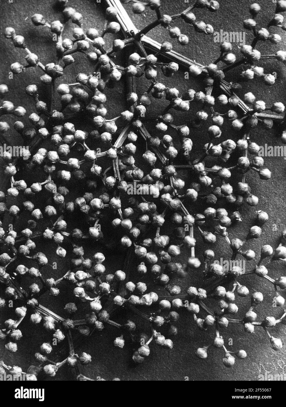 Mirtillo nero (Sambucus Nigra L.). Infiorescenza (gemme) Foto Stock