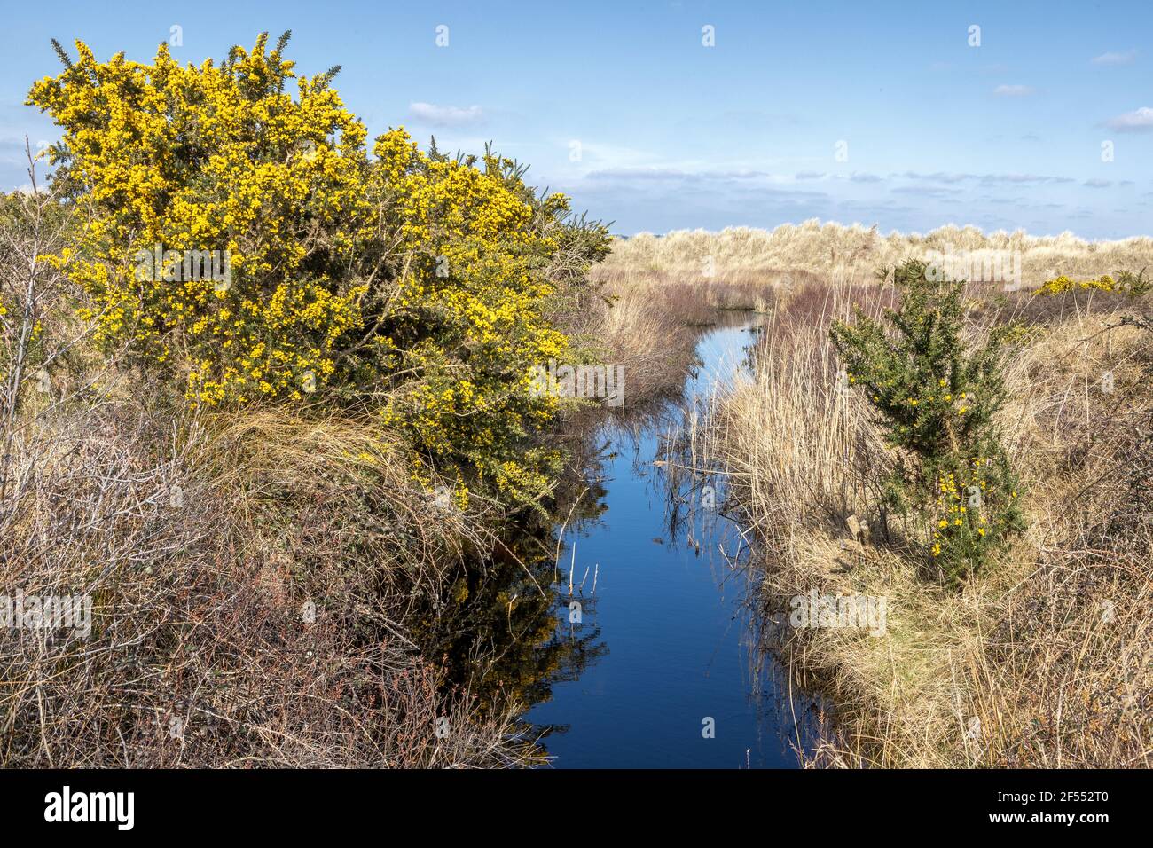Paesaggio con gola comune, primavera, Studland National Trust Foto Stock