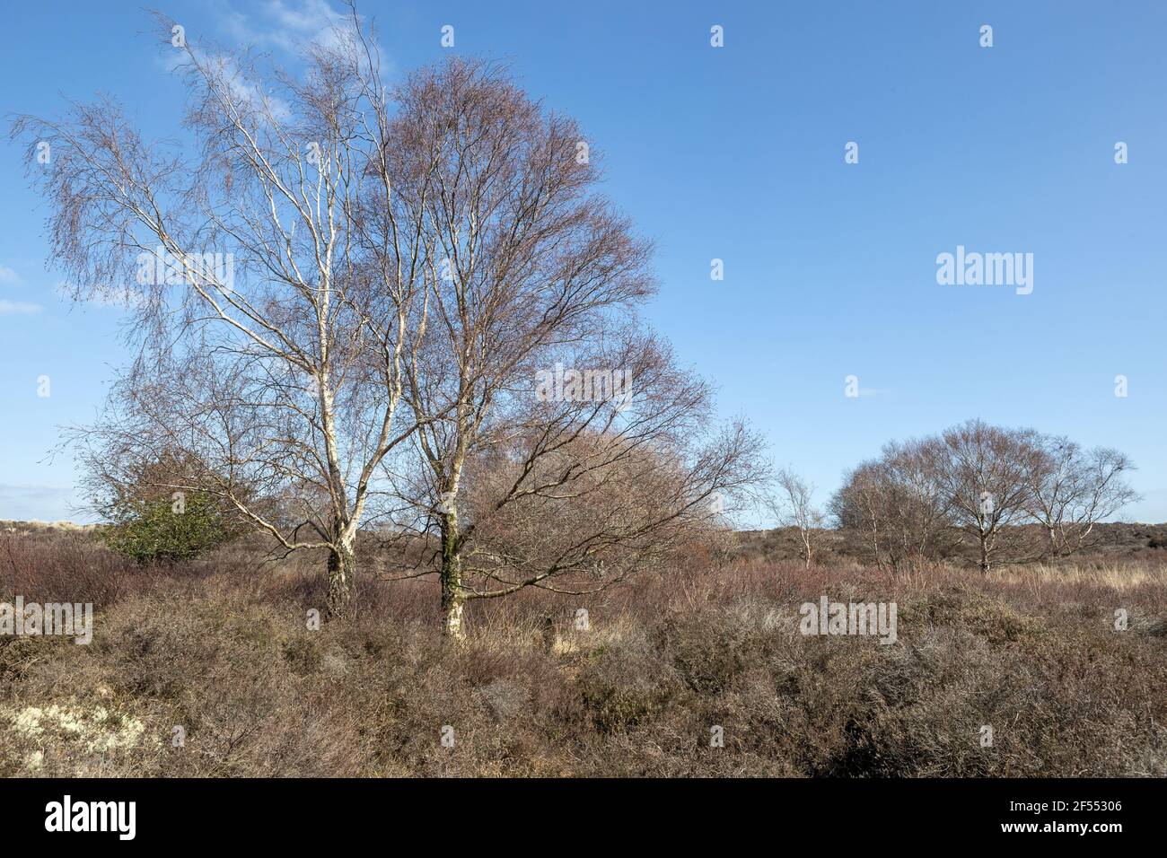 Paesaggio, Studland National Trust Foto Stock