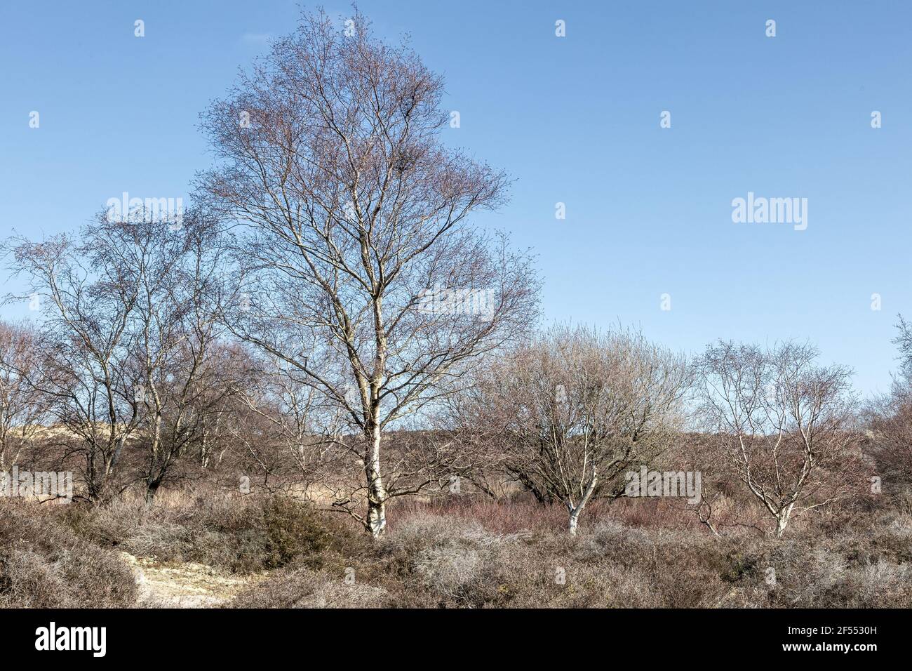 Paesaggio, Studland National Trust Foto Stock
