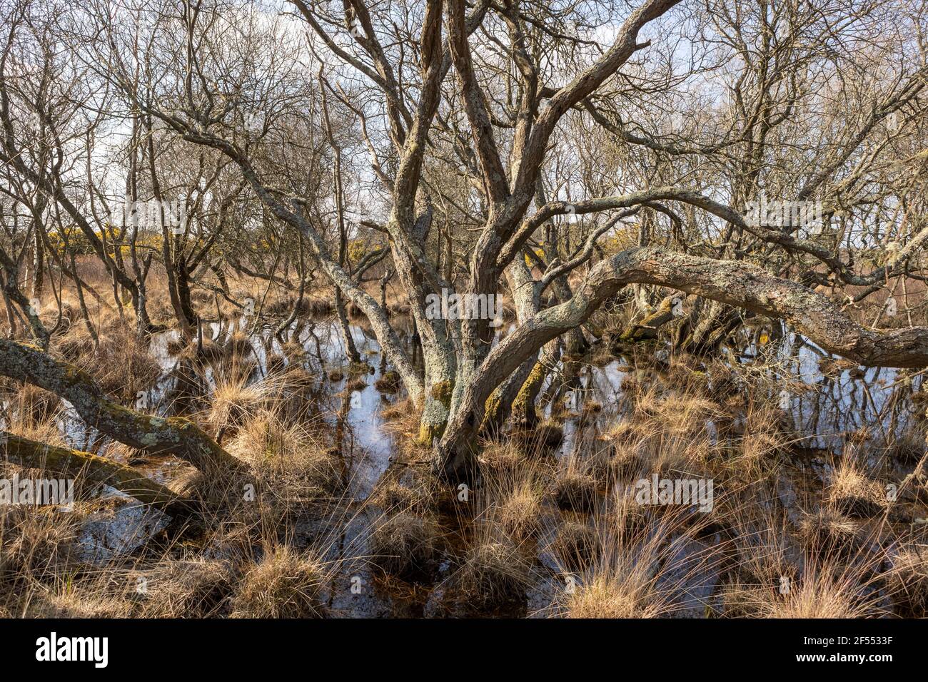 Paesaggio, Studland National Trust Foto Stock