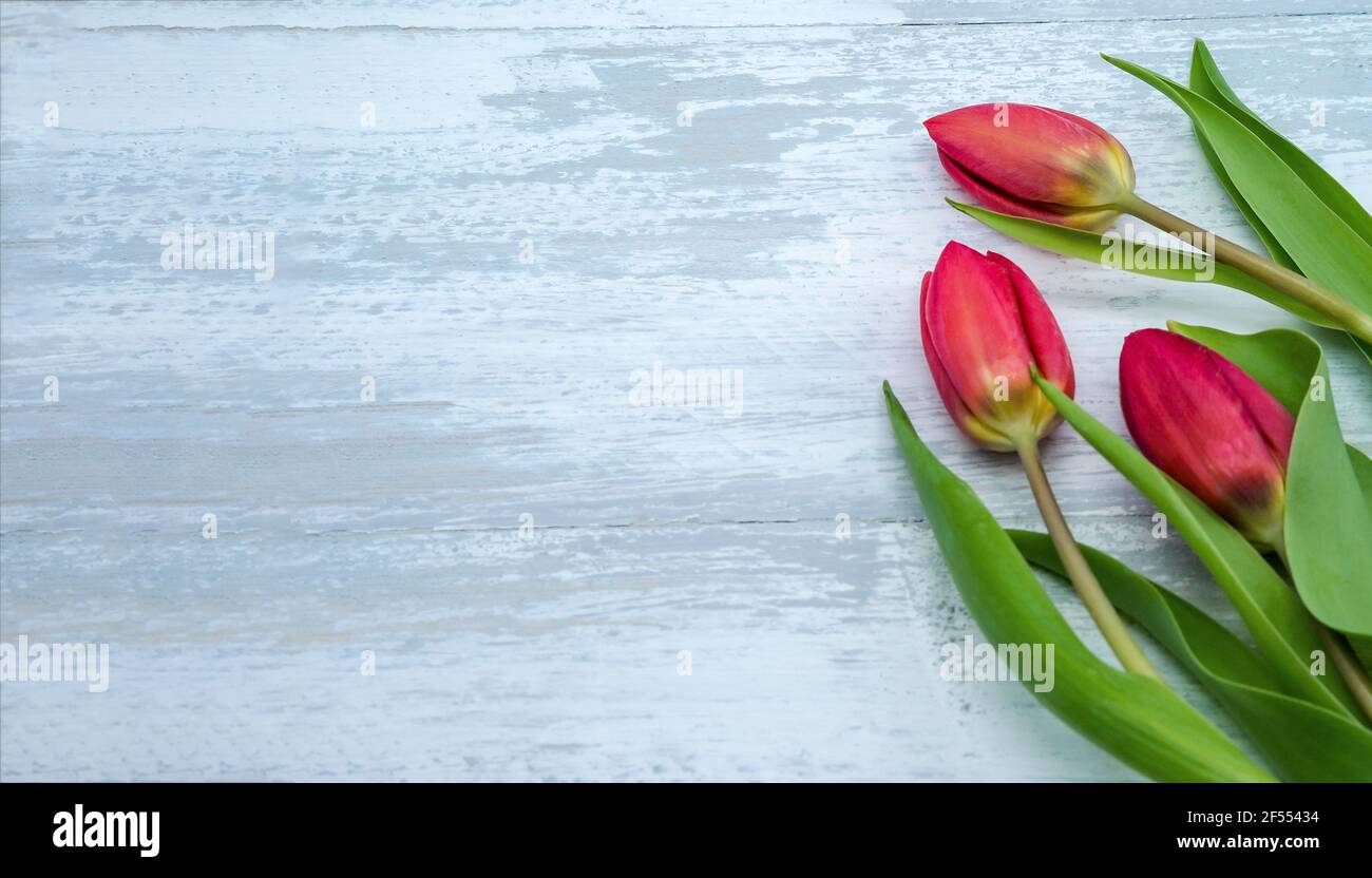 Tre tulipani rossi su sfondo chiaro. Tulipani su sfondo grigio. Foto Stock