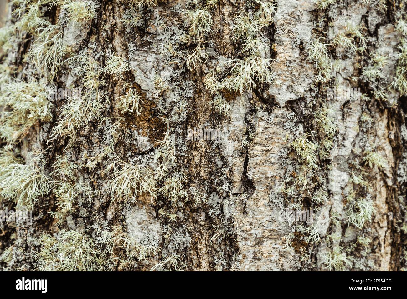 La corteccia dell'albero, la tessitura del legno, sopravfatta di muschio. La corteccia di un albero deciduo spesso può essere vista come un delicato strato di muschio che g Foto Stock