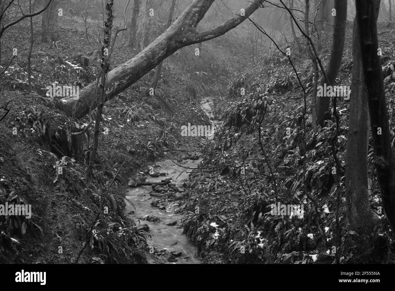 Immagine in bianco e nero di un ruscello nel bosco in una mattinata foggosa in inverno. Foto Stock
