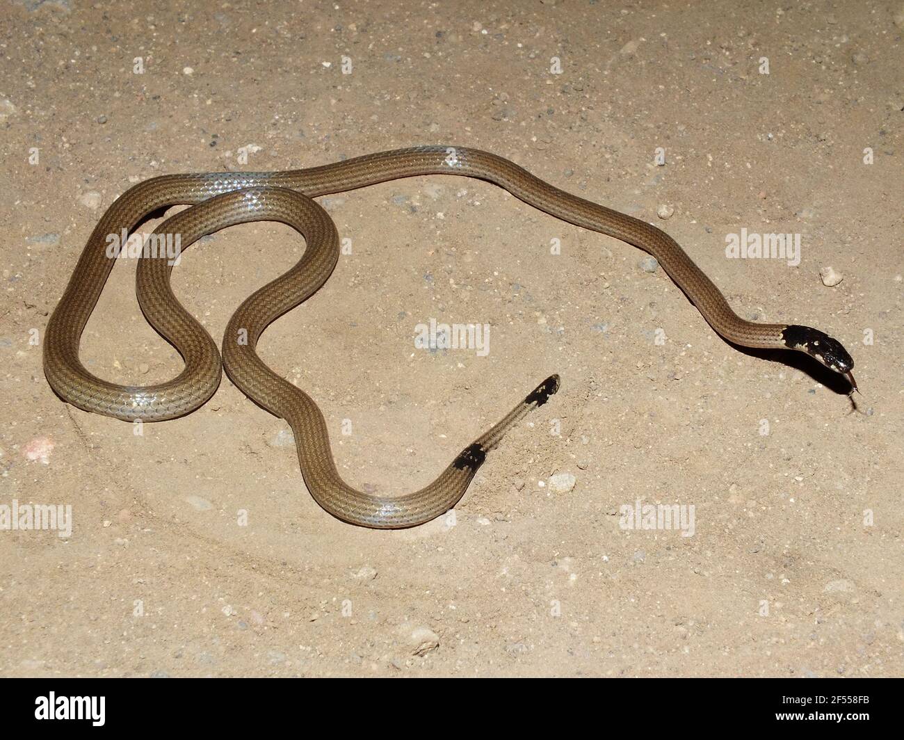 Serpente corallino, Calliophis melanurus, Satara, Maharashtra, India Foto Stock