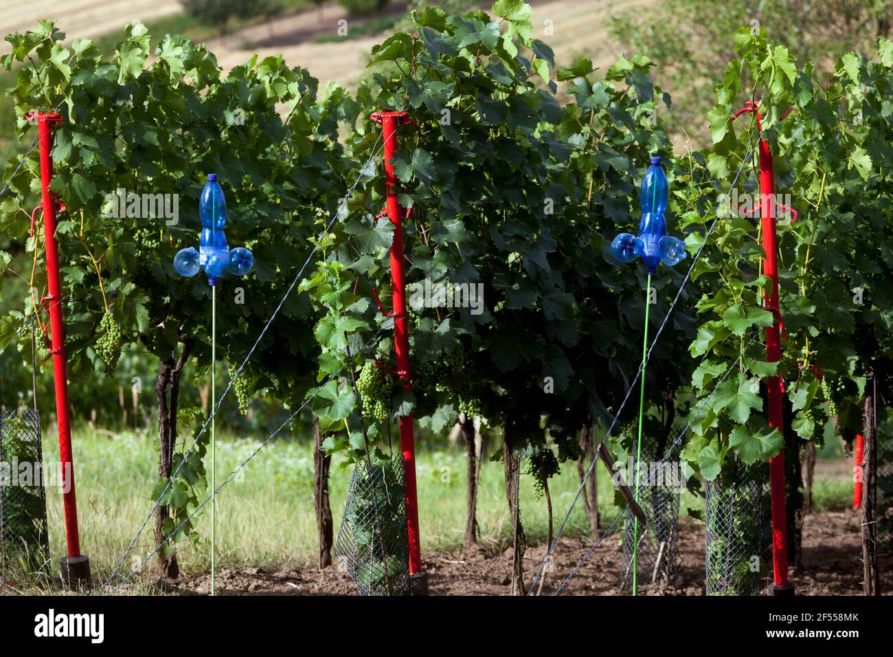 Vecchie bottiglie di plastica nella fila del vigneto Foto Stock