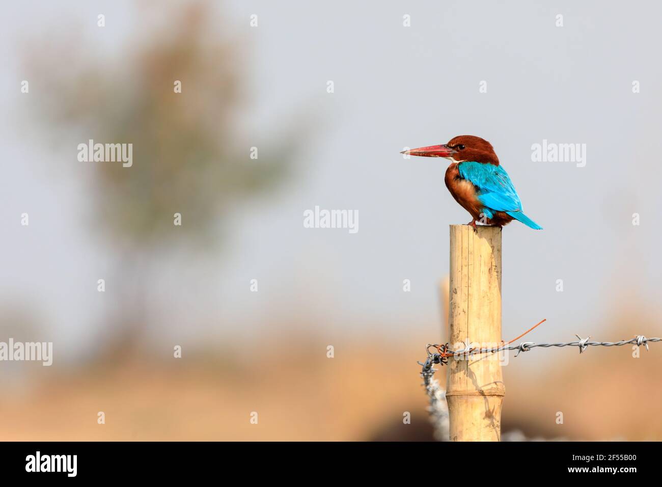 Kingfisher con gola bianca appollaiato su un recinto di filo spinato Foto Stock