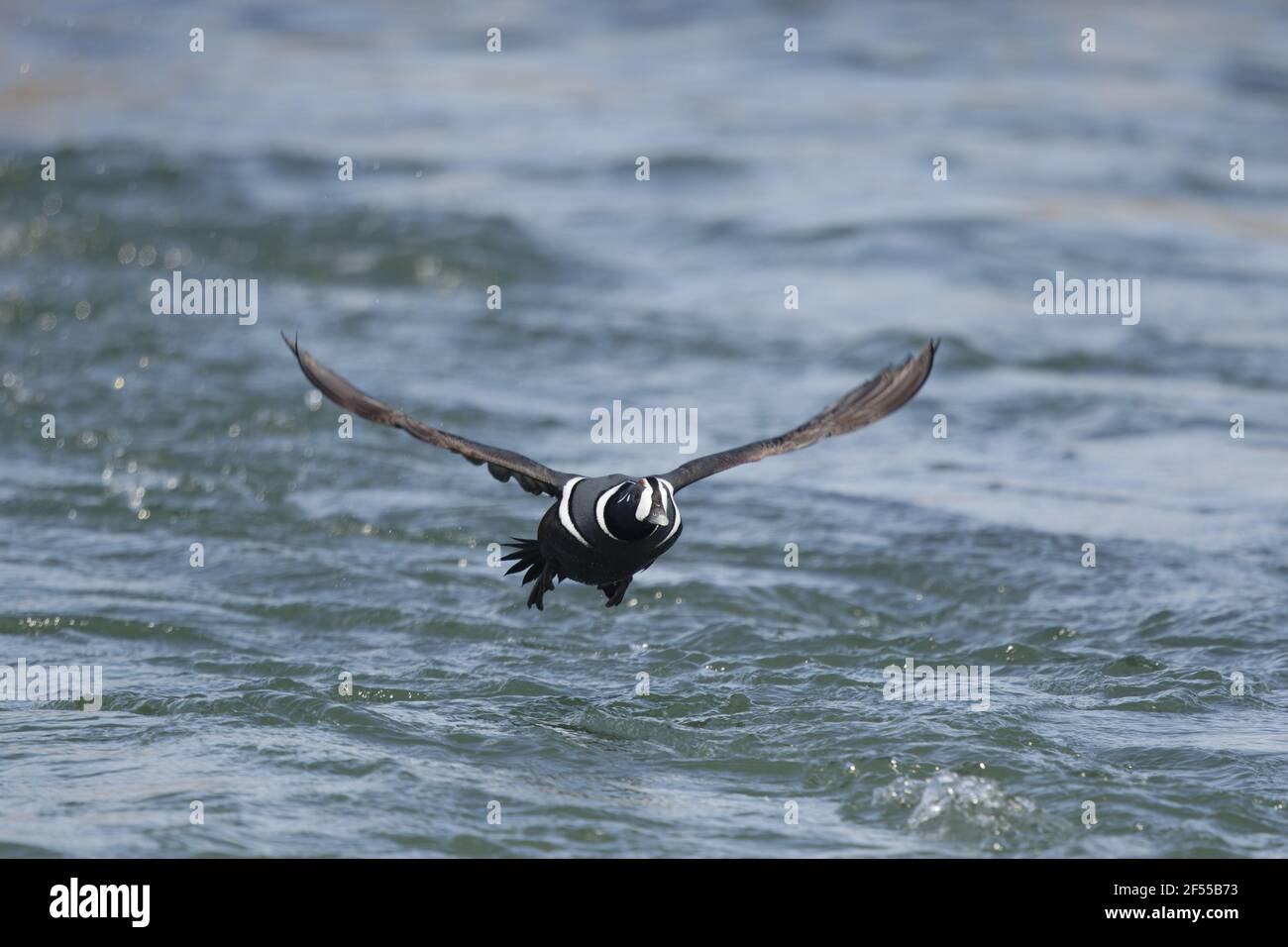 Harlequin Duck - maschio decollare Histrionicus histrionicus Lago Myvatn regione Islanda BI028633 Foto Stock