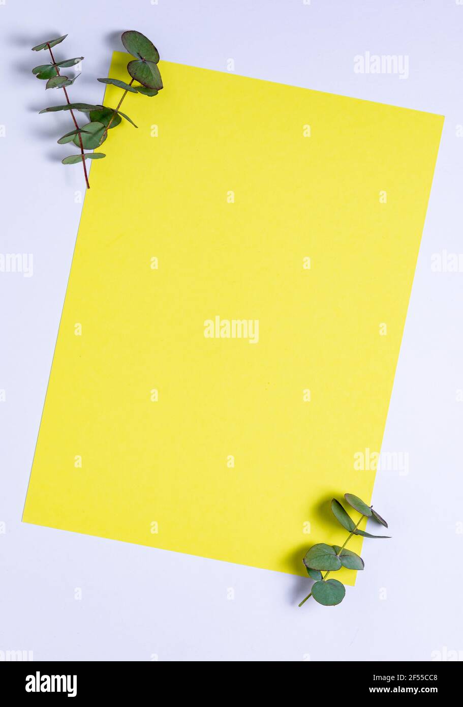 foglie di eucalipto su sfondo giallo, vista dall'alto Foto Stock