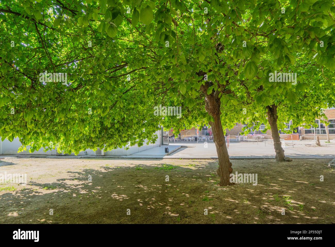 l'albero della mora comincia a dare i suoi ricchi more Foto Stock