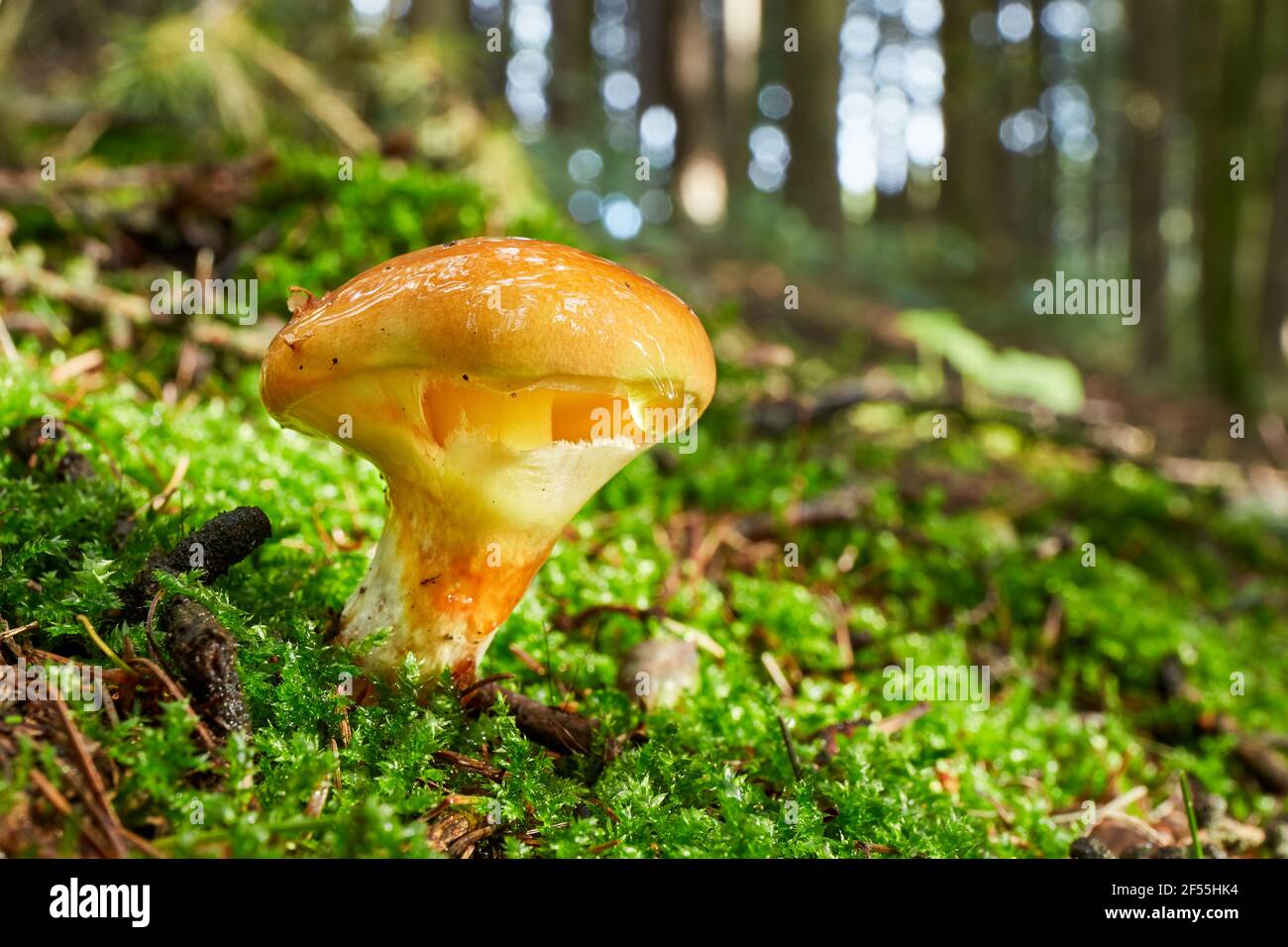 Suillus grevillei - fungo commestibile. Fungo nell'ambiente naturale. Inglese: Bolete di Greville e larice Foto Stock