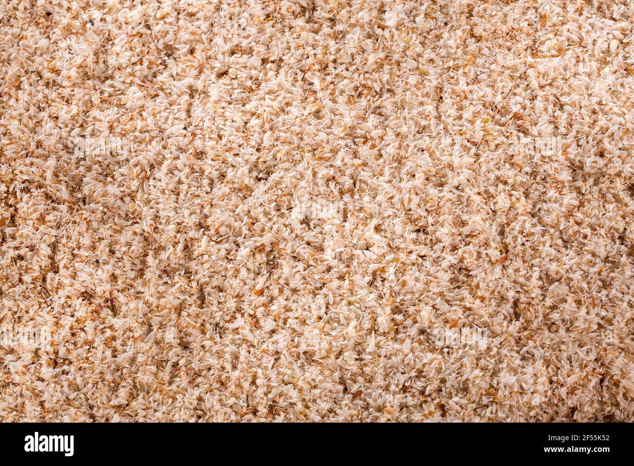 Fibra di guscio di Psycho asciutta per alleviare la costipazione Foto Stock