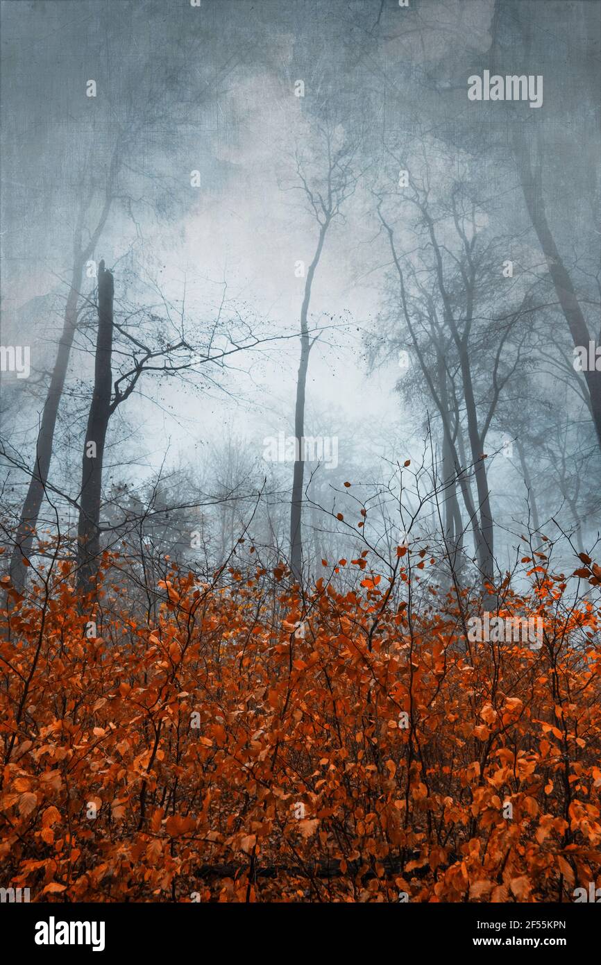 Germania, Wuppertal, Foggy foresta in autunno Foto Stock