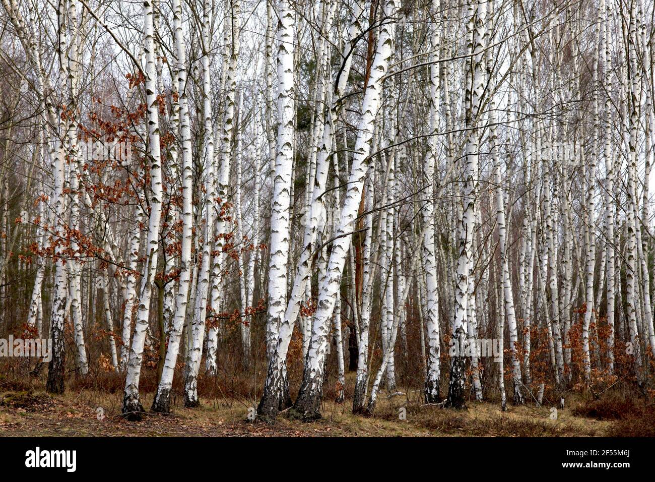 Bosco di betulla nel tardo inverno Foto Stock