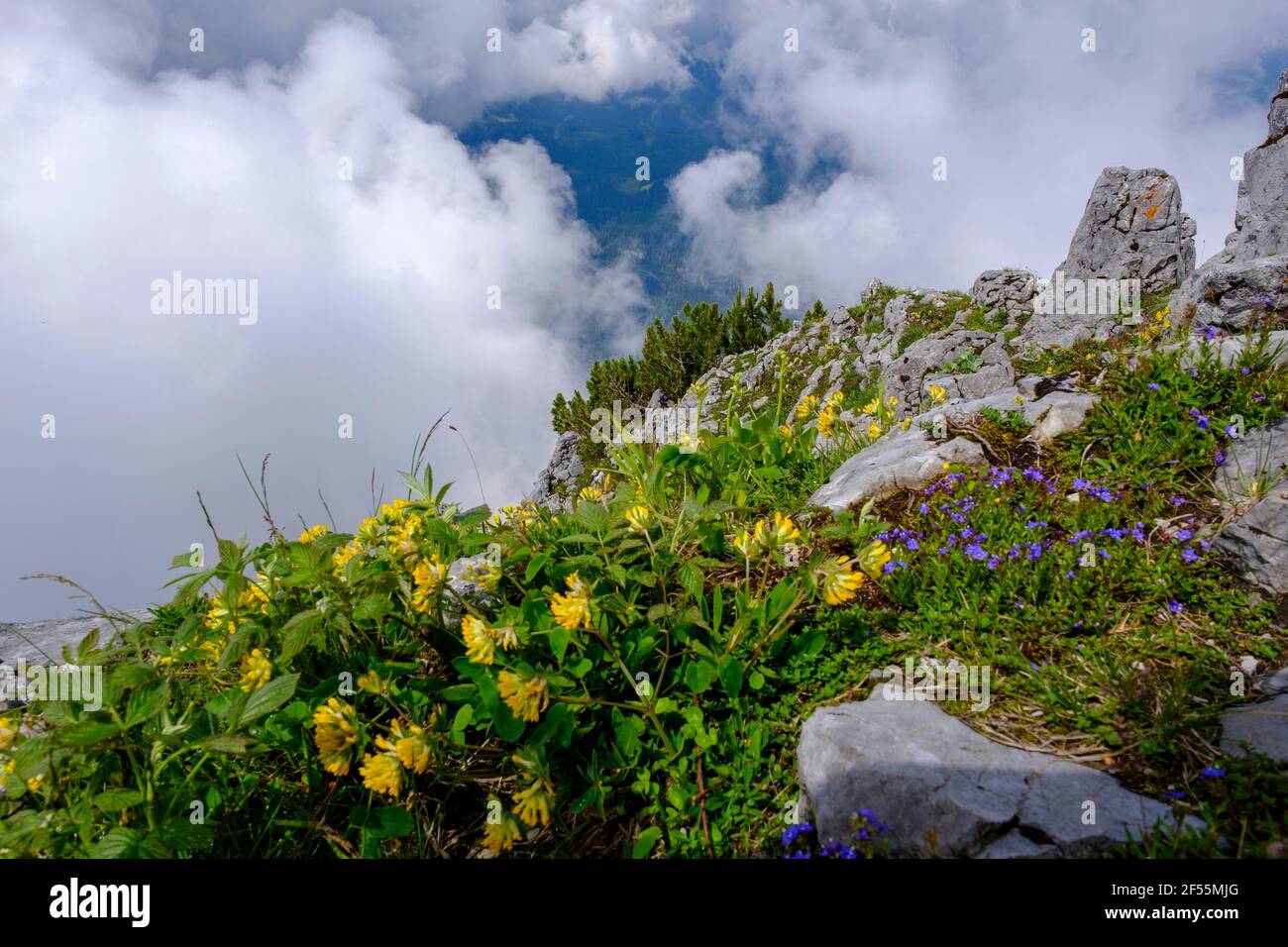 Fiori selvatici che sbocciano sulla cima della montagna Foto Stock