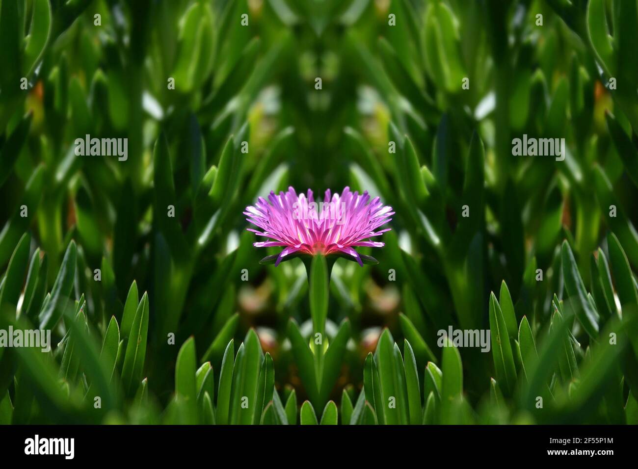 Delosperma cooperi una pianta succulente nana con fiori rosa brillante e steli verdi sparsi su una composizione astratta. Foto Stock