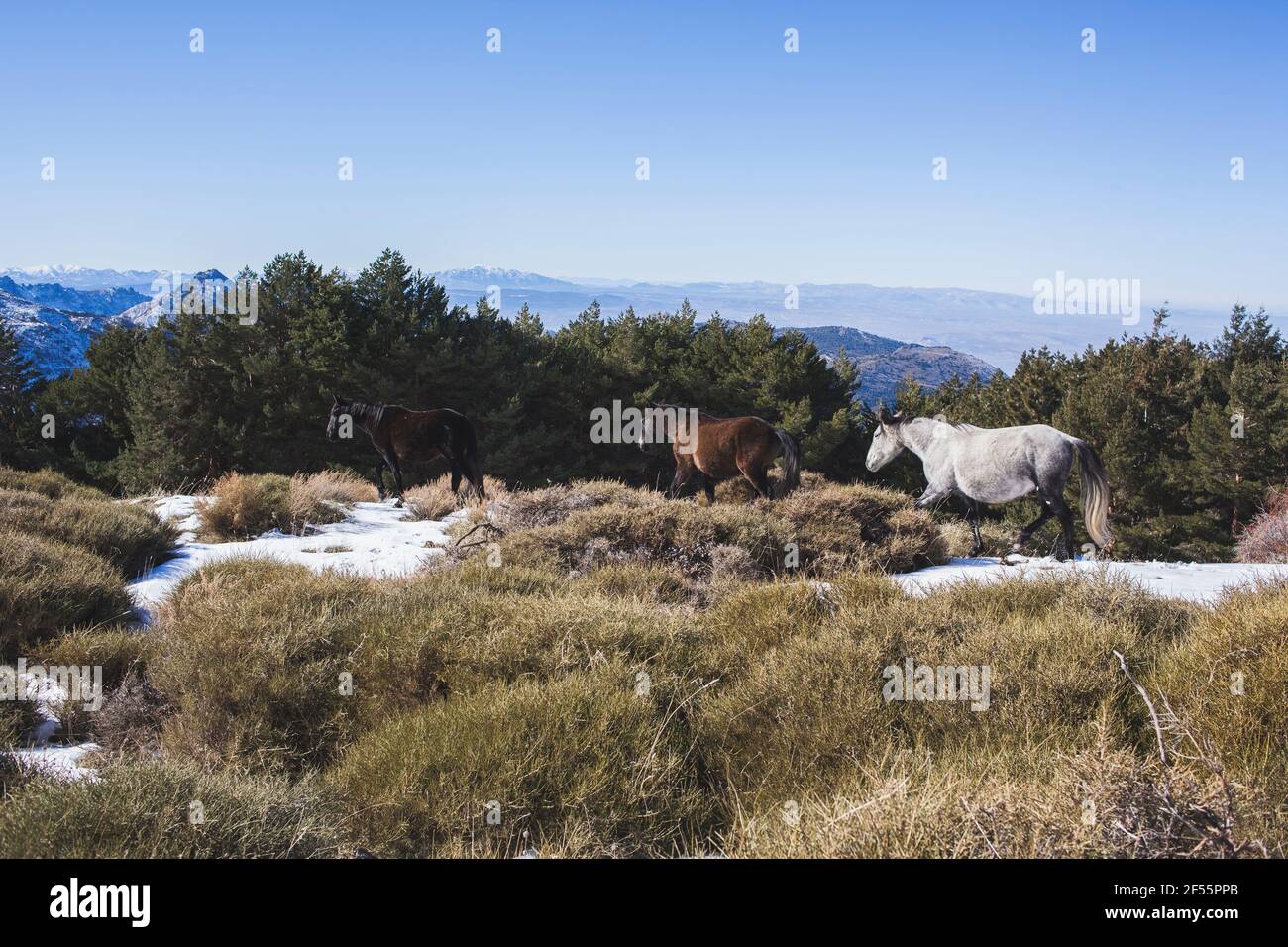 Spagna, Andalusia, Granada, cavalli selvaggi andalusi nella neve Foto Stock