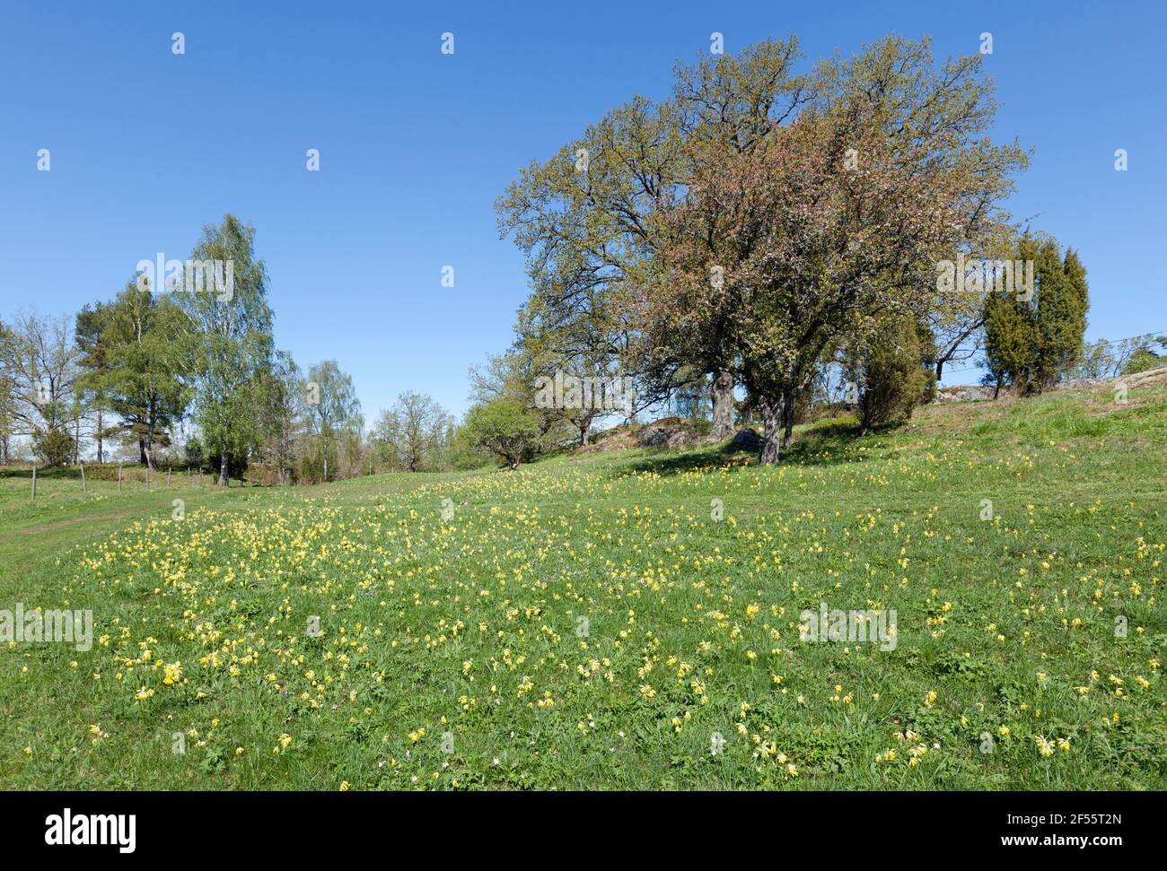 Vista di fiori, cowslips su un prato, querce sullo sfondo. Colline e alberi al sole. Foto Stock