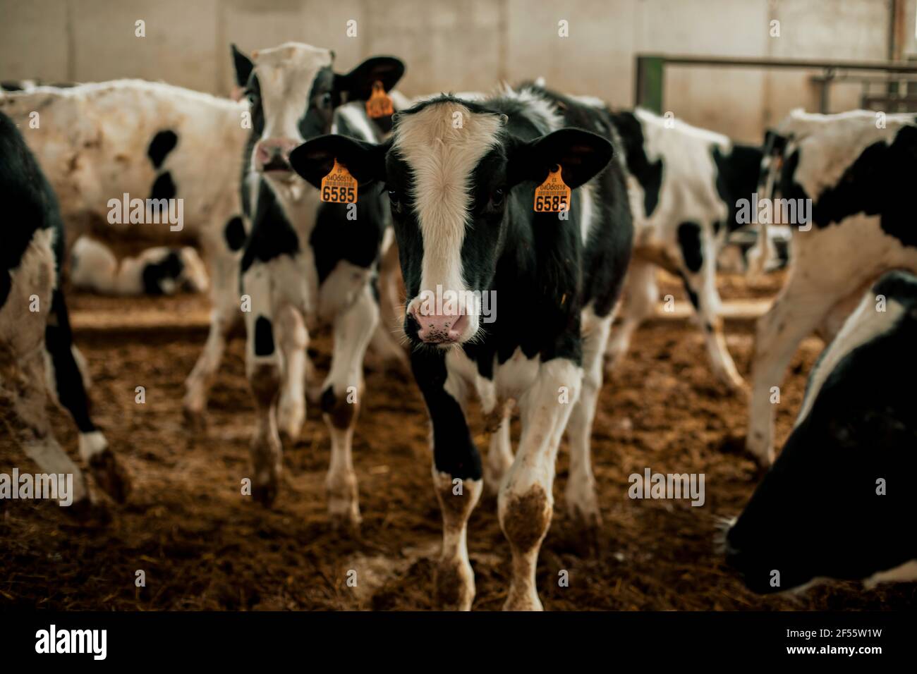 Vitelli con le etichette di bestiame in stalla Foto Stock