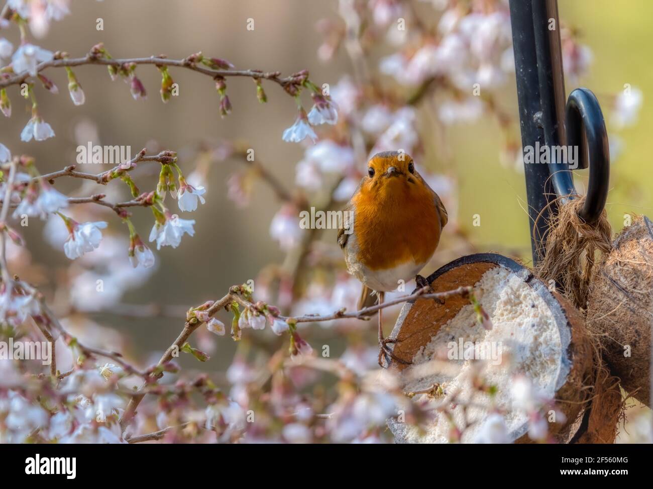 Robin in fiore ciliegio primaverile, Prunus Incisa Kojo-no-mai, Alresford, Hampshire, Regno Unito Foto Stock