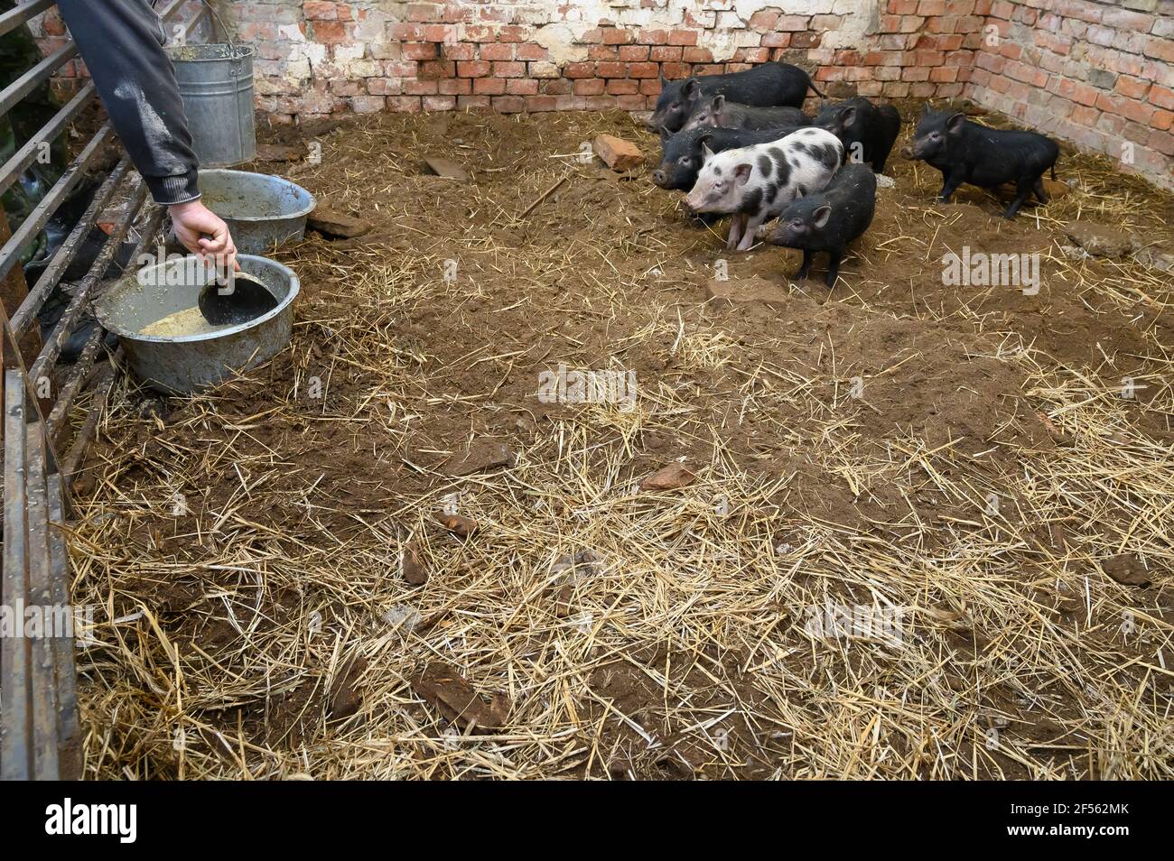 I mini maiali vietnamiti entrano nel cibo porco sty Foto Stock