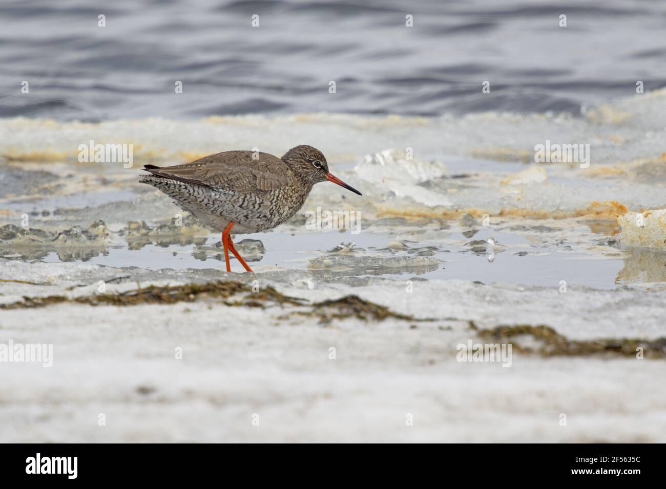 Redshank - alimentazione lungo il ghiaccio a bordo del lago Tringa totanus Lago Myvatn Islanda BI028997 Foto Stock