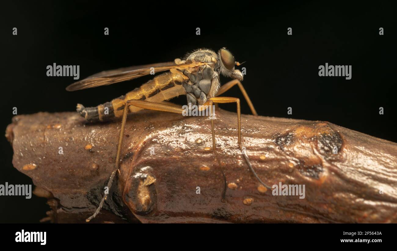 mosca rapinatrice dagli occhi verdi, chiamata anche mosche assassine Foto Stock