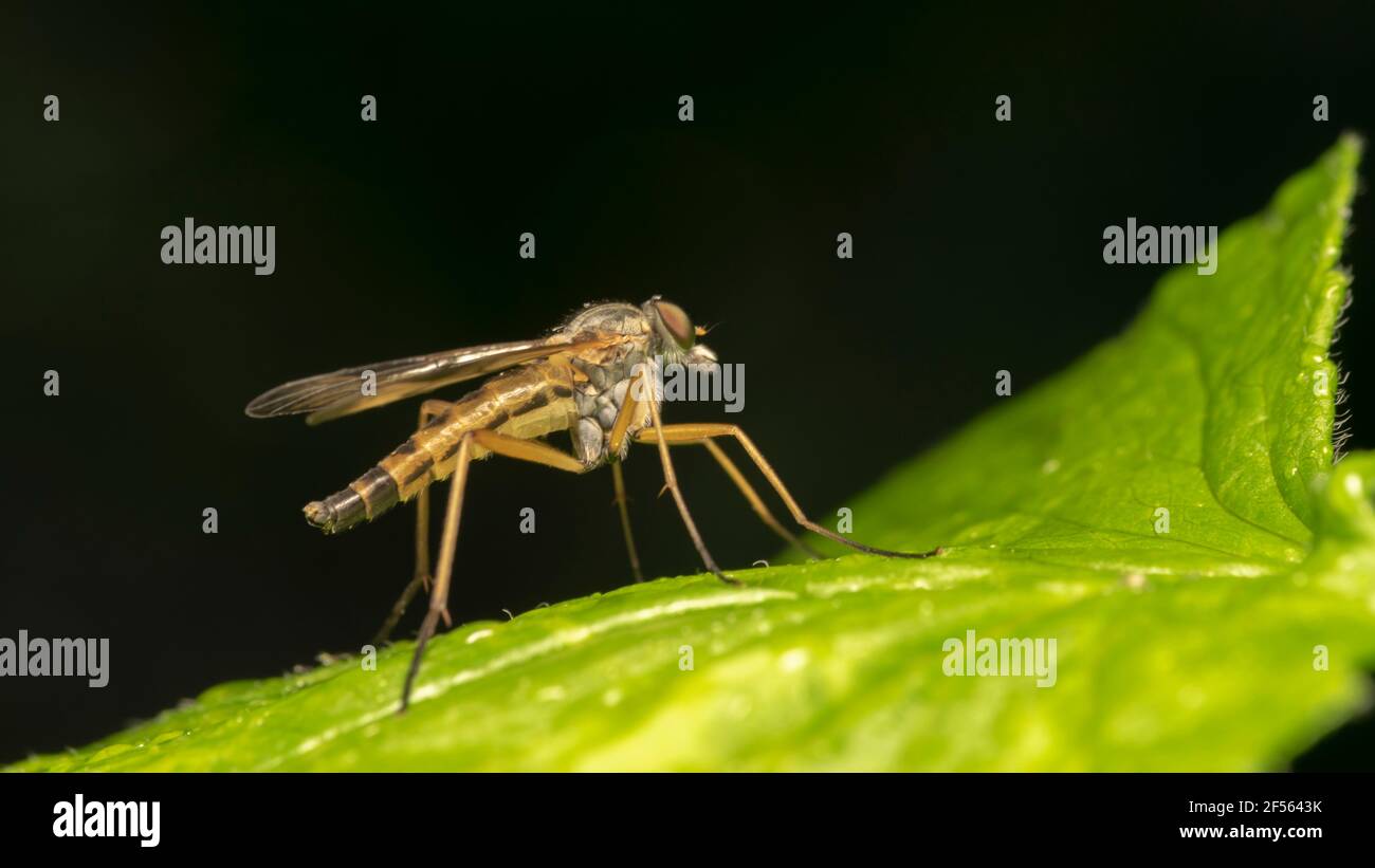 mosca rapinatrice dagli occhi verdi, chiamata anche mosche assassine Foto Stock