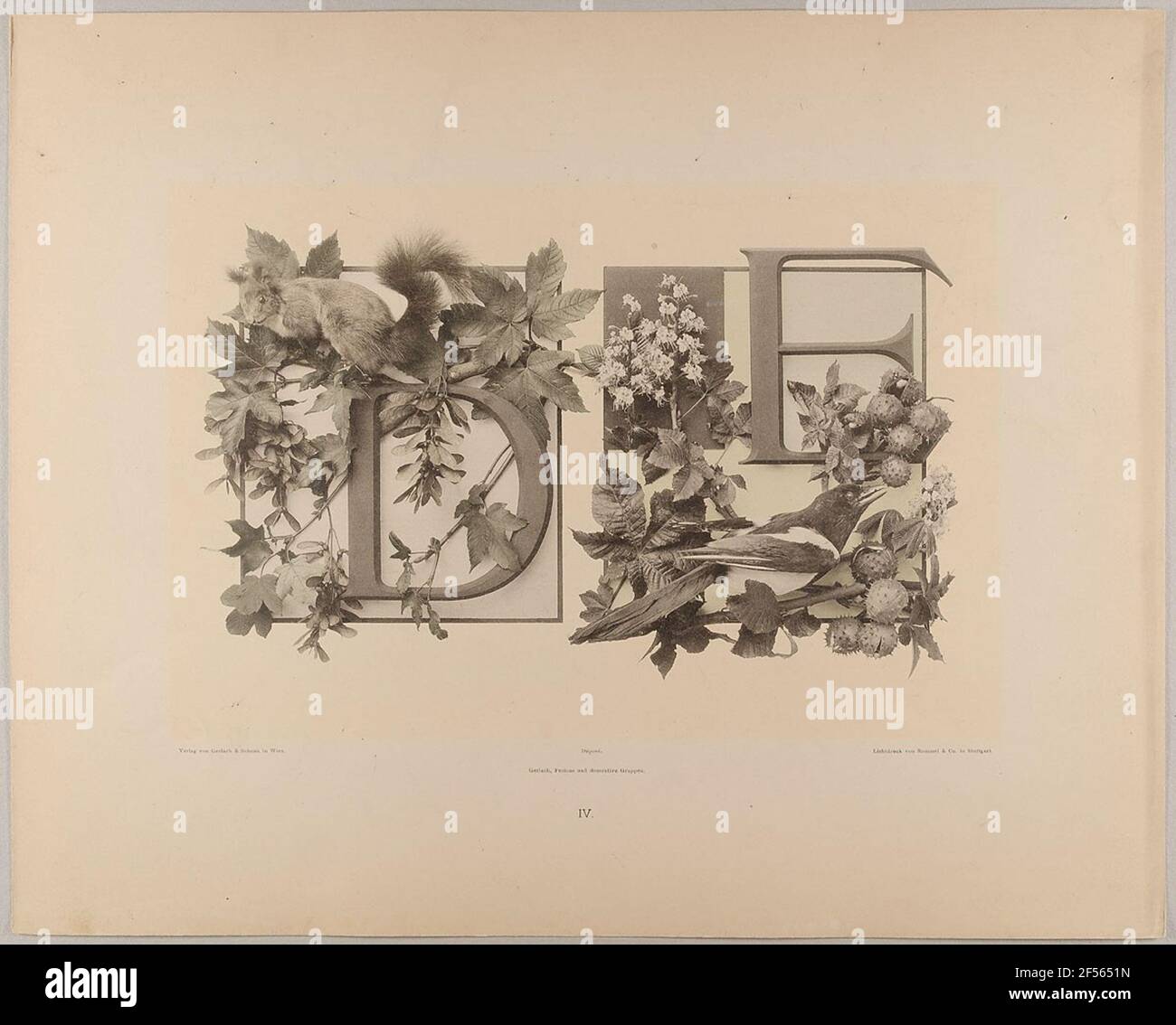 IV. D e iniziale con acero e scoiattolo - castagne ed Elster. Stato piano Amburgo, raccolta della storia della fotografia Foto Stock