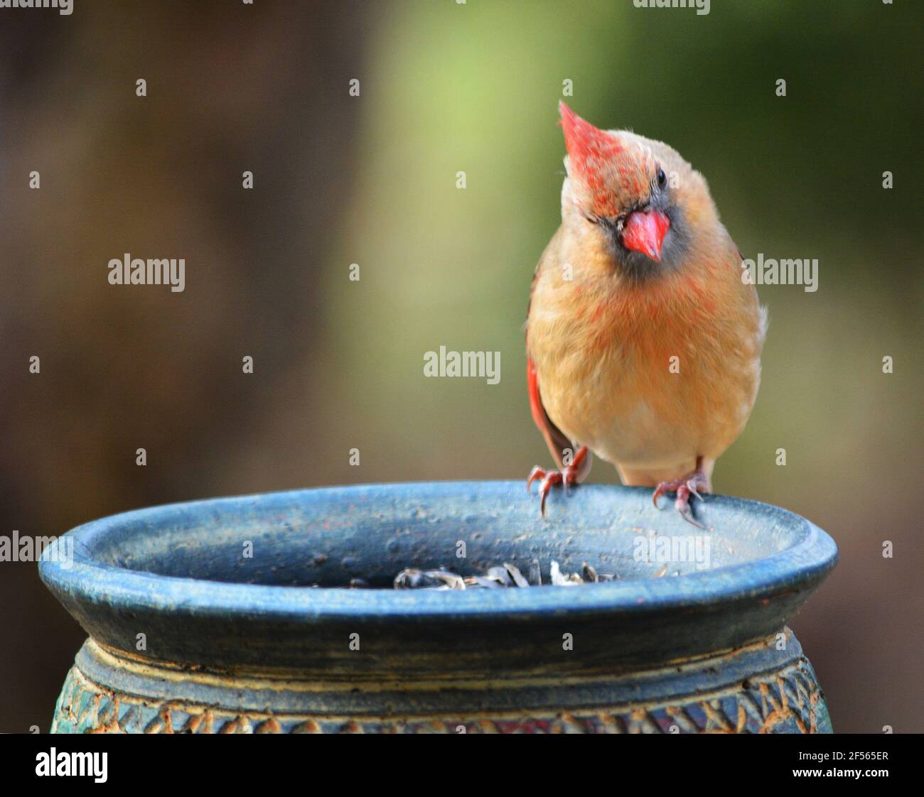 Si tratta di un cardinale settentrionale (Cardinalis cardinalis), un uccello del genere Cardinalis; è anche conosciuto colloquialmente come redbird, cardinale comune, cardinale rosso, o solo cardinale (che era il suo nome prima del 1985). Si trova nel Canada sudorientale, attraverso gli Stati Uniti orientali dal Maine al Minnesota al Texas, e a sud attraverso il Messico, il Belize e il Guatemala. È anche una specie introdotta in alcune località come le Bermuda e le Hawaii. Il suo habitat comprende boschi, giardini, arbusti e zone umide. Foto Stock