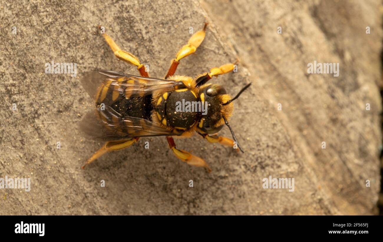 Ape europea di carder di lana (lat. Anthidium florentinum), è una specie di api appartenente alla famiglia dei Megachilidae Foto Stock